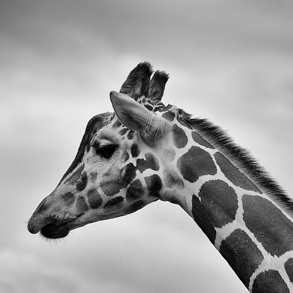 A thoughtful black-and-white photo of a giraffe's head. Original public domain image from Wikimedia Commons