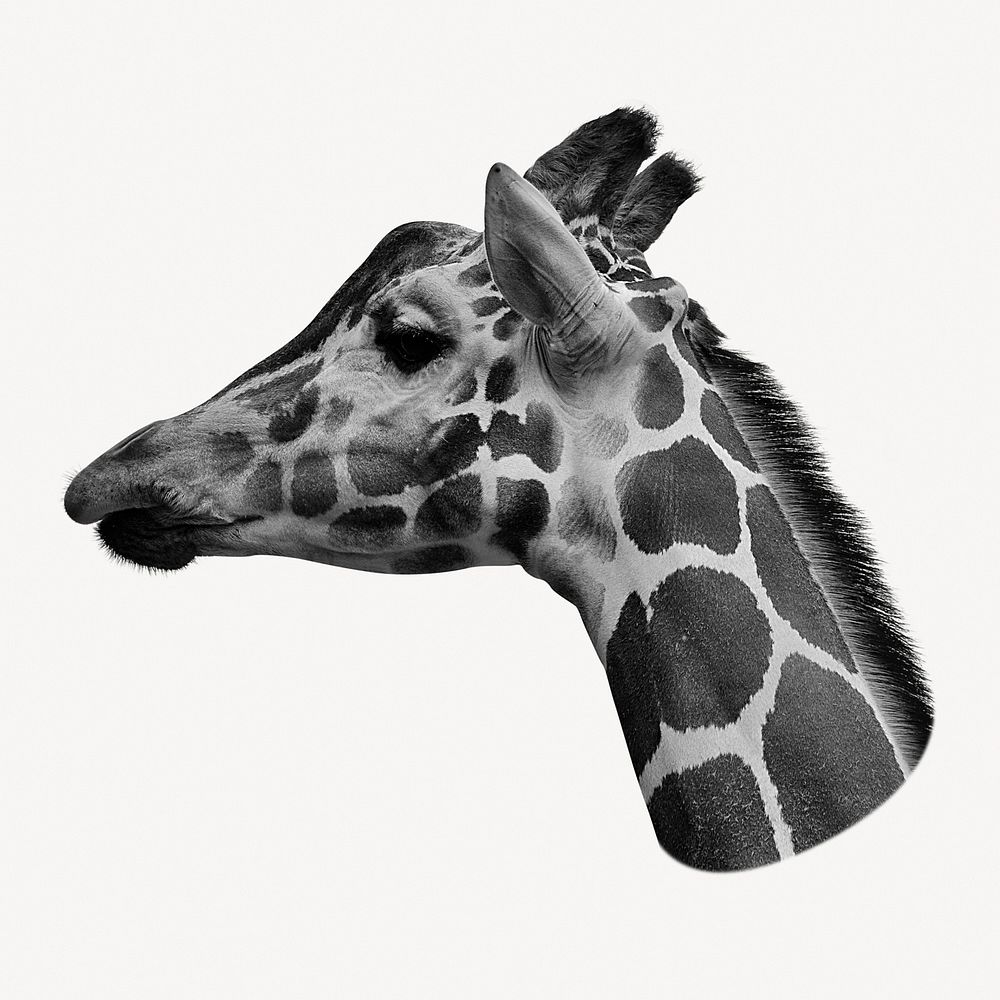 Giraffe head sticker, wild animal image psd