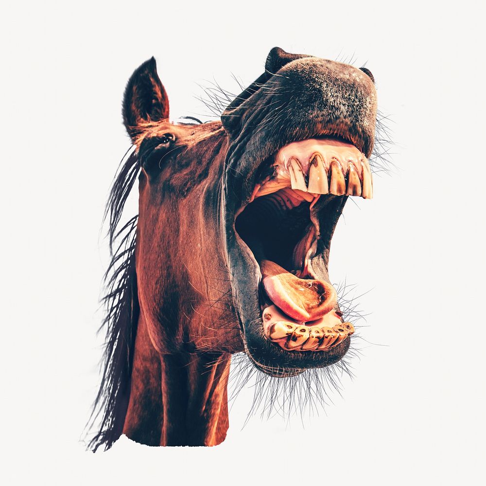 Mad horse, animal photo on white background