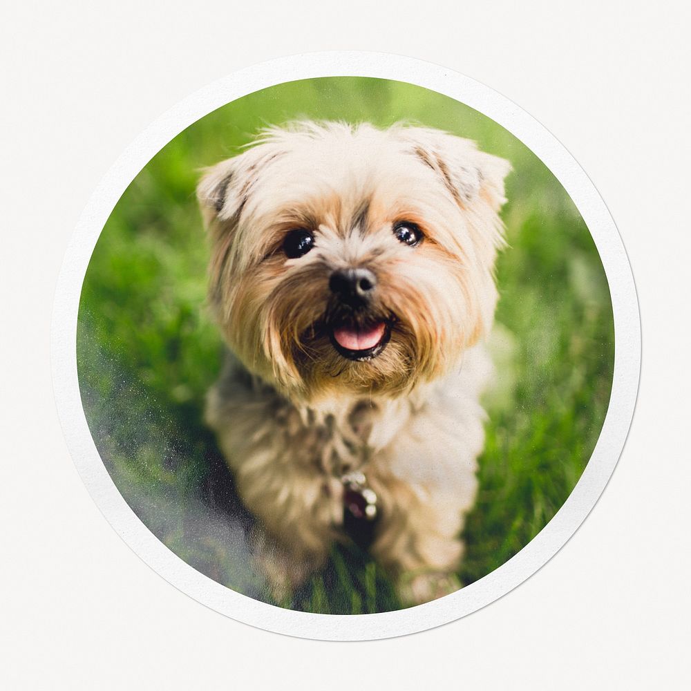 Silky Terrier puppy in circle frame, pet image