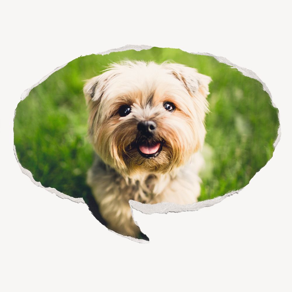 Silky Terrier puppy, ripped paper speech bubble, pet image