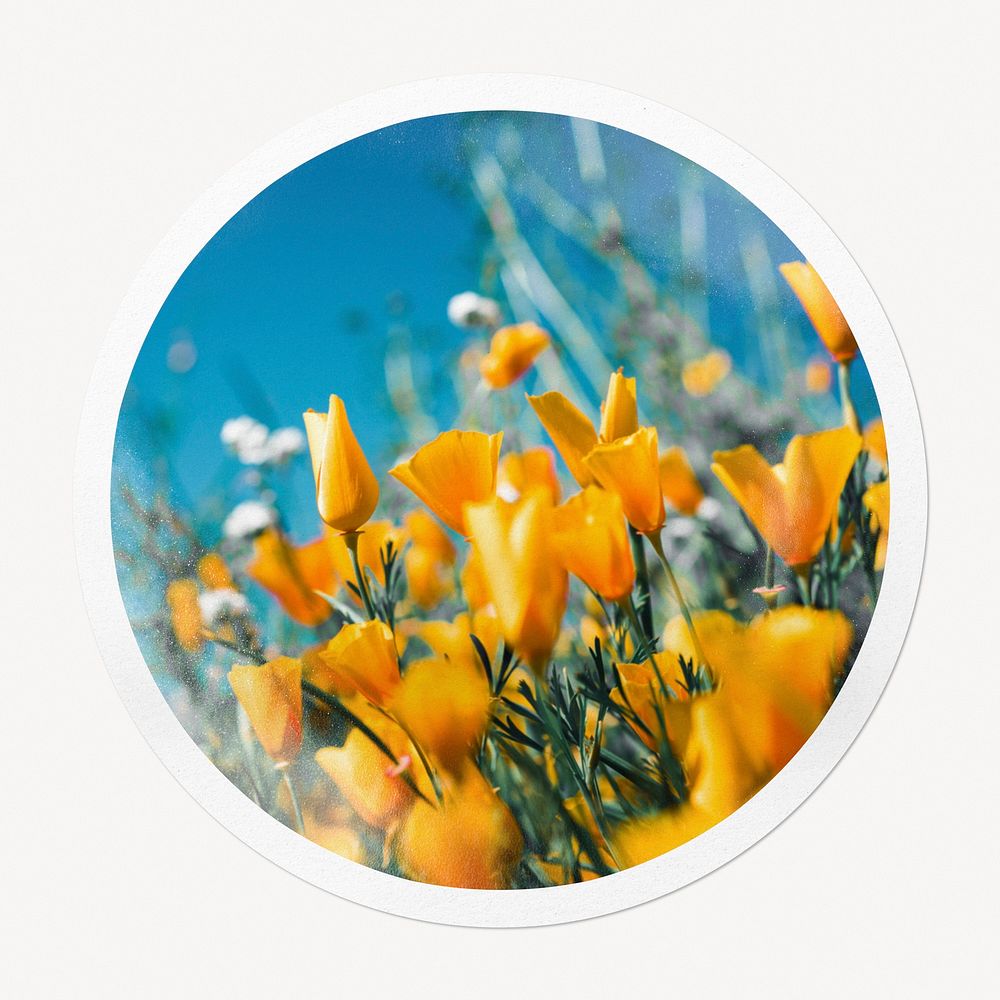 Yellow tulip field in circle frame, Spring image