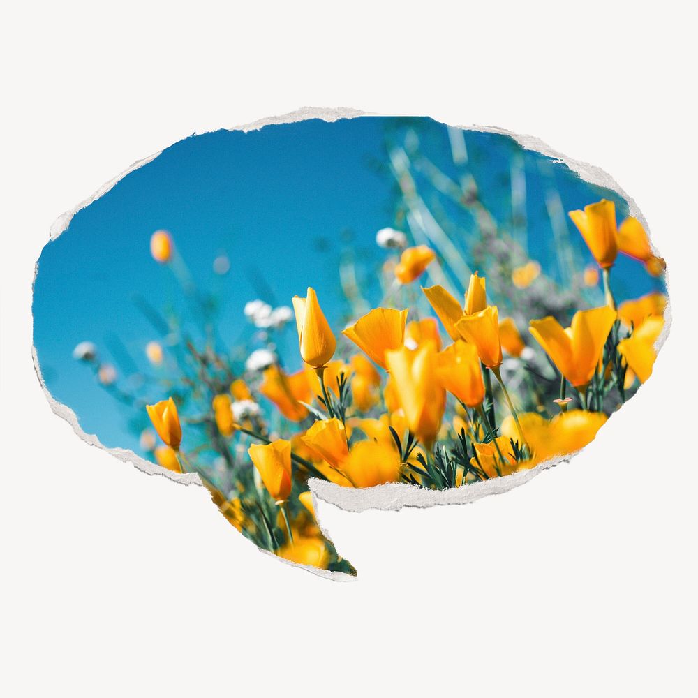 Yellow tulip field, ripped paper speech bubble, Spring image