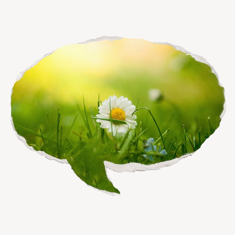 White daisy flower, ripped paper speech bubble, Spring image