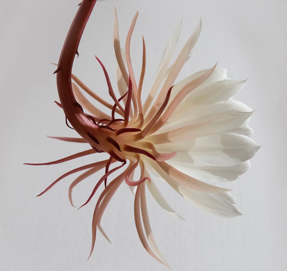 A macro shot of a flower with long white petals and a pink stem. Original public domain image from Wikimedia Commons