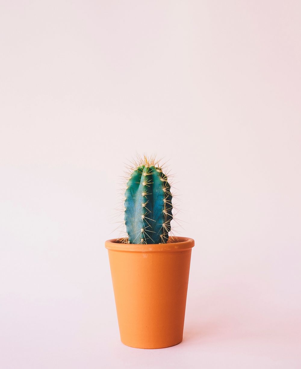 Potted cactus background. Original public domain image from Wikimedia Commons