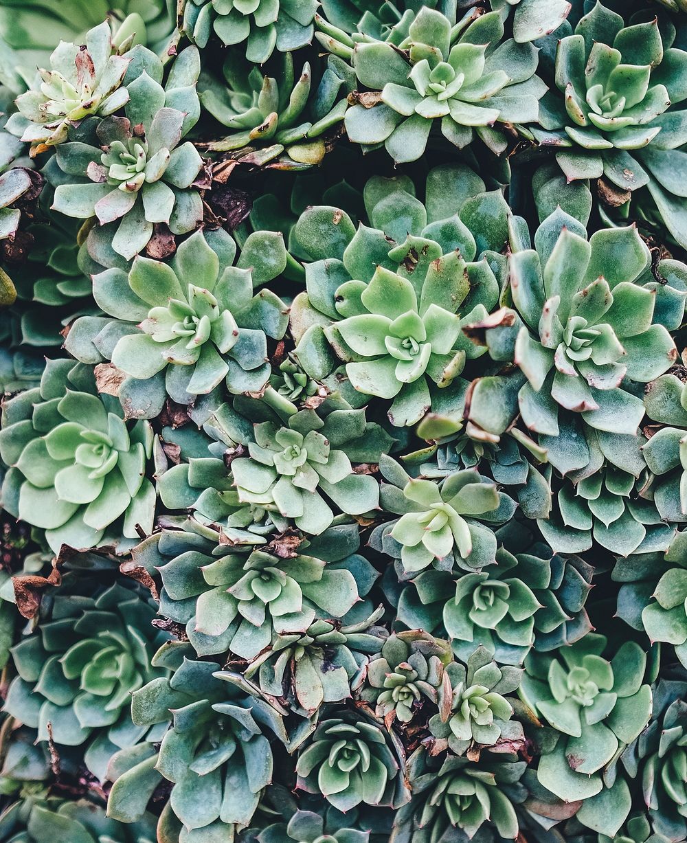 Green succulents. Original public domain image from Wikimedia Commons