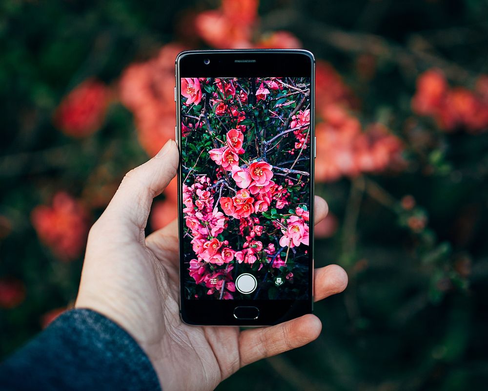 A person taking a photo of red flowers with a smartphone. Original public domain image from Wikimedia Commons