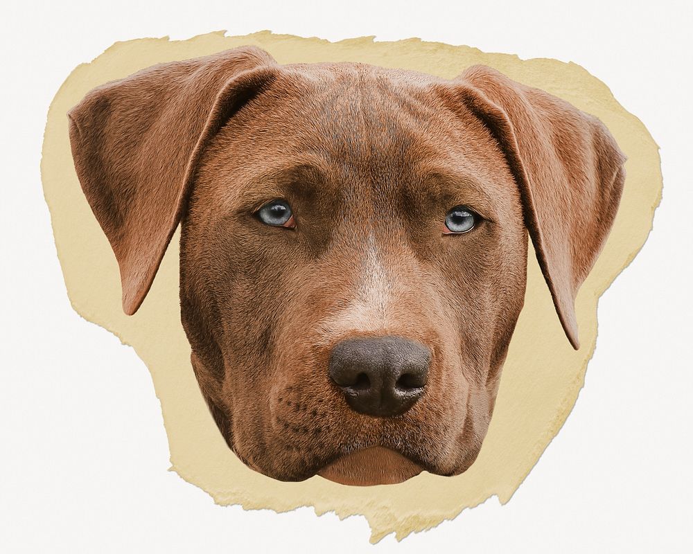 Weimaraner dog ripped paper, pet animal graphic