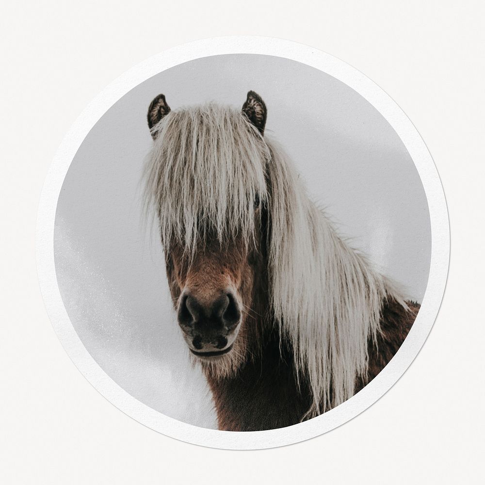 Horse portrait in circle frame, animal image