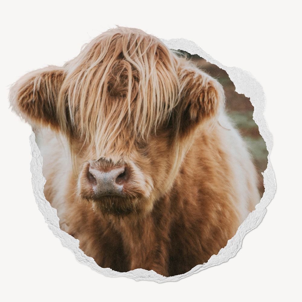Highland cattle in ripped paper badge, animal photo