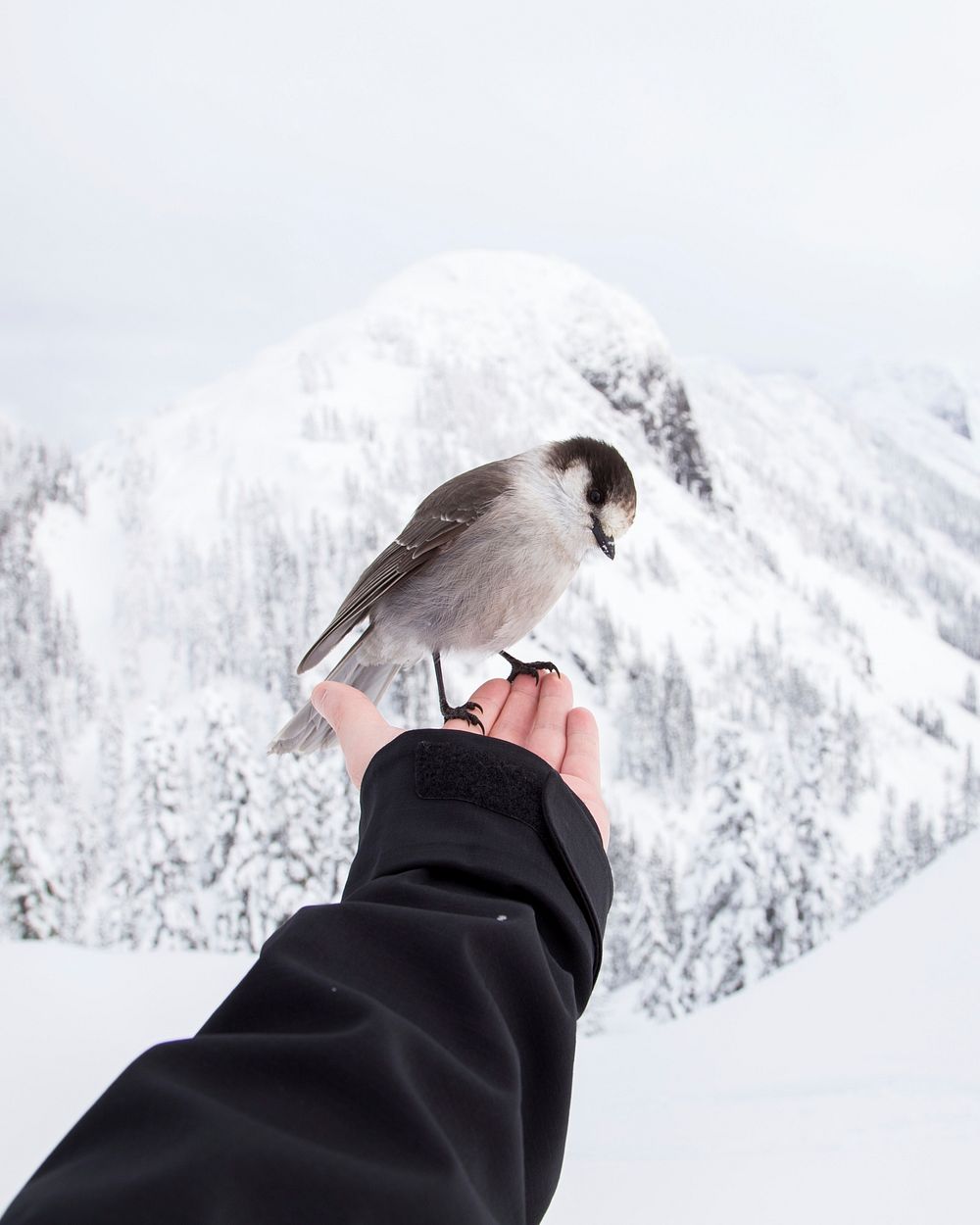 Bird on hand in snow. Original public domain image from Wikimedia Commons