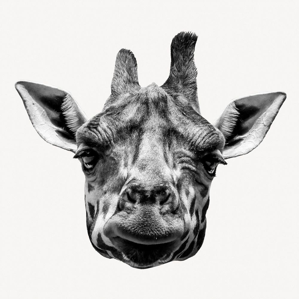 Giraffe head sticker, wild animal image psd