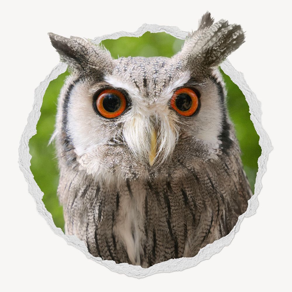 Owl in ripped paper badge, nocturnal animal photo
