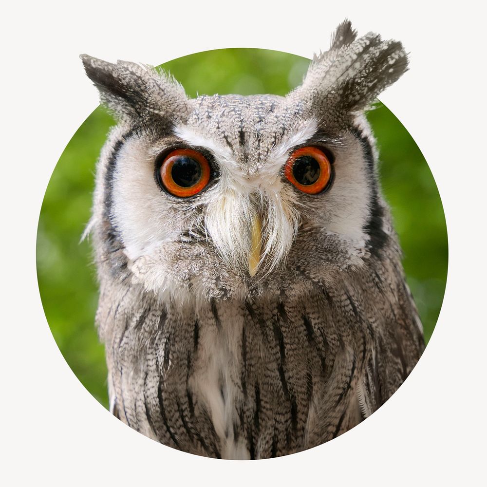 Owl badge, nocturnal animal photo