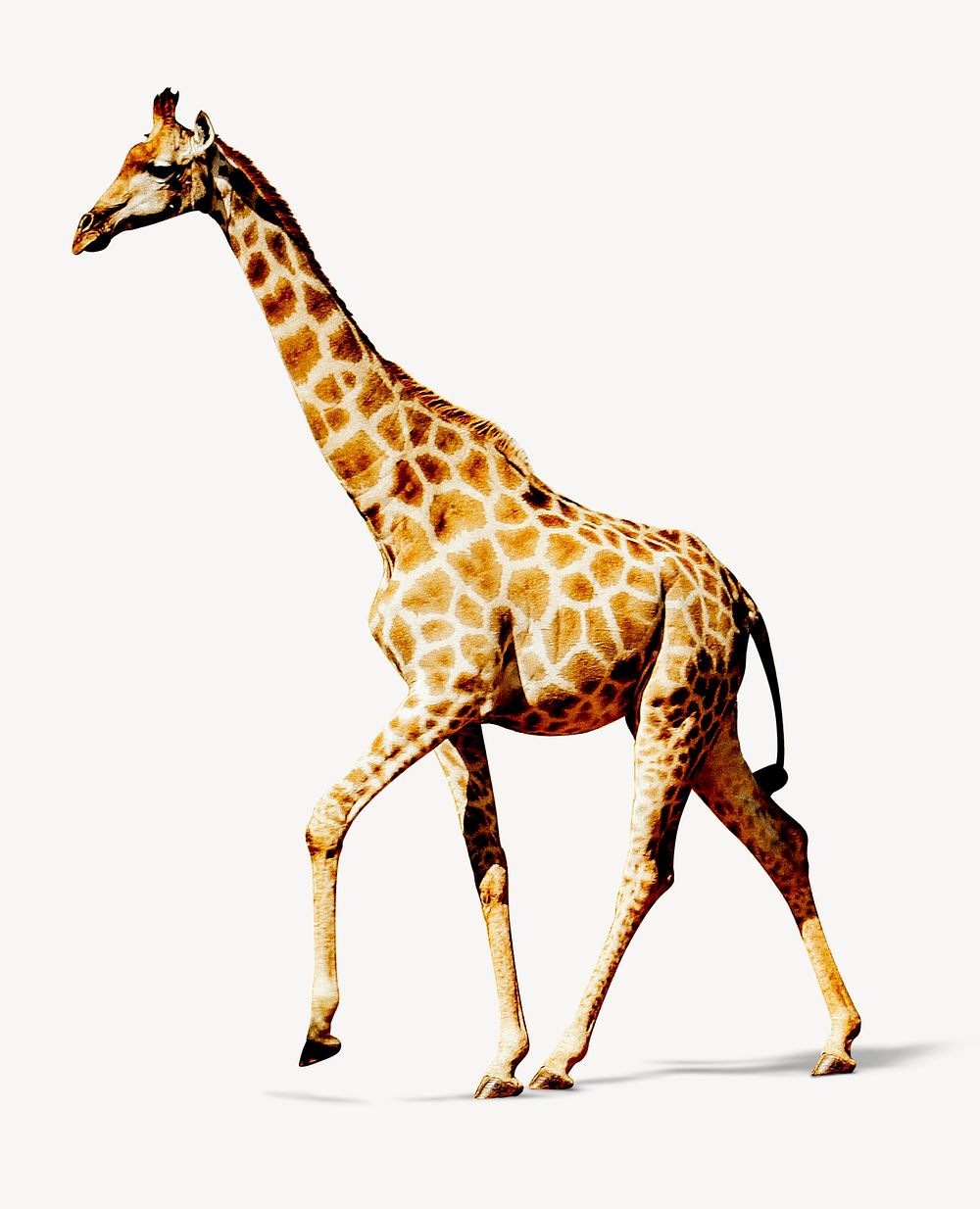 Giraffe collage element, animal design psd