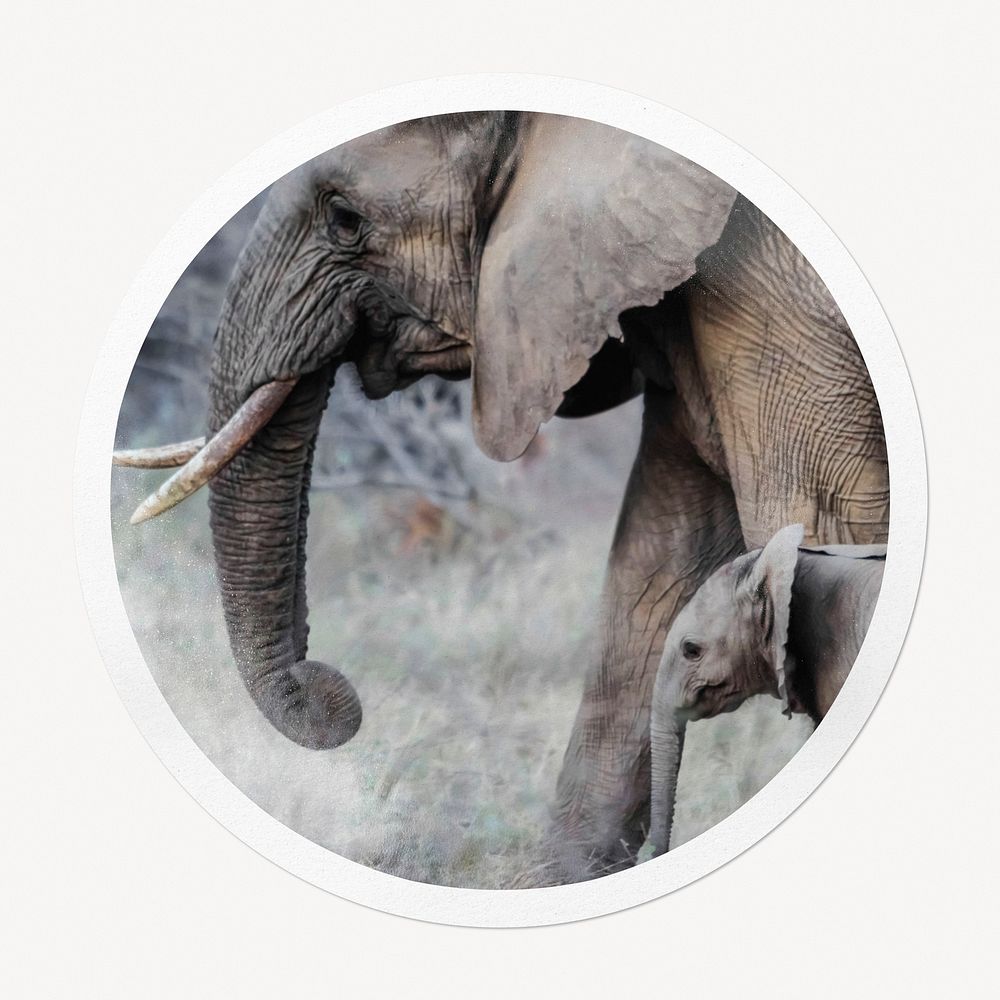Mother and baby elephants in circle frame, wildlife image