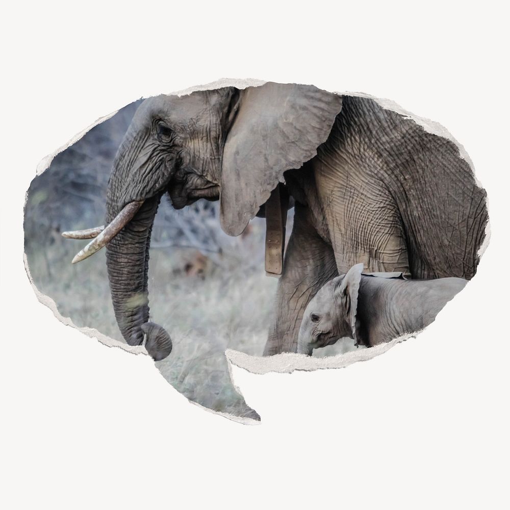 Mother and baby elephants, ripped paper speech bubble, wildlife image