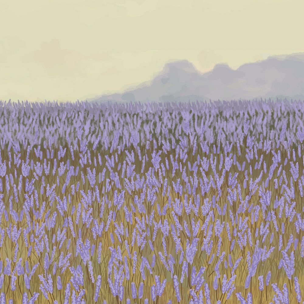 Blooming lavender garden background template vector