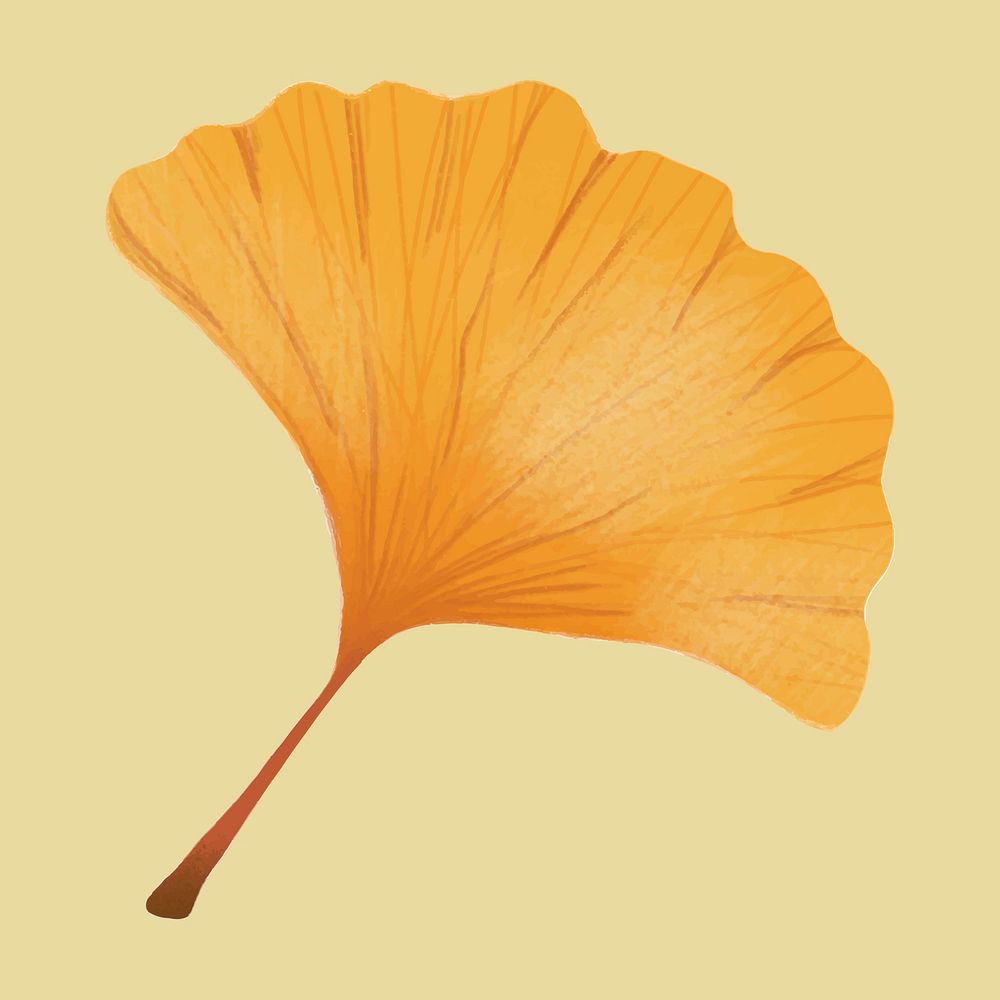 Hand drawn ginkgo element vector autumn leaf