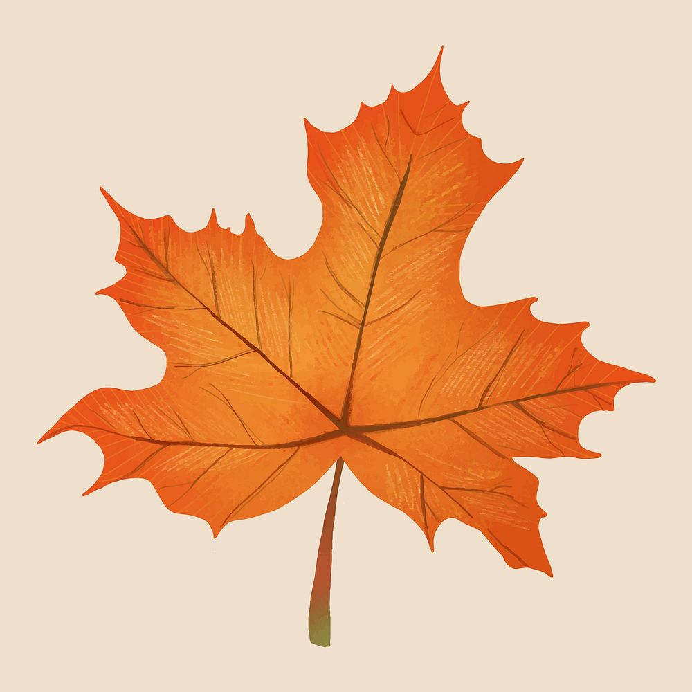 Hand drawn maple element vector fall leaf