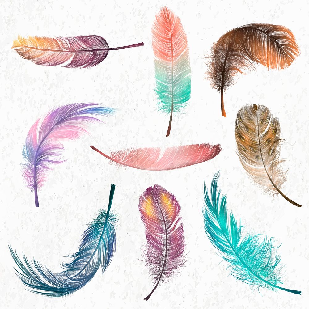 Colorful feather element vector set