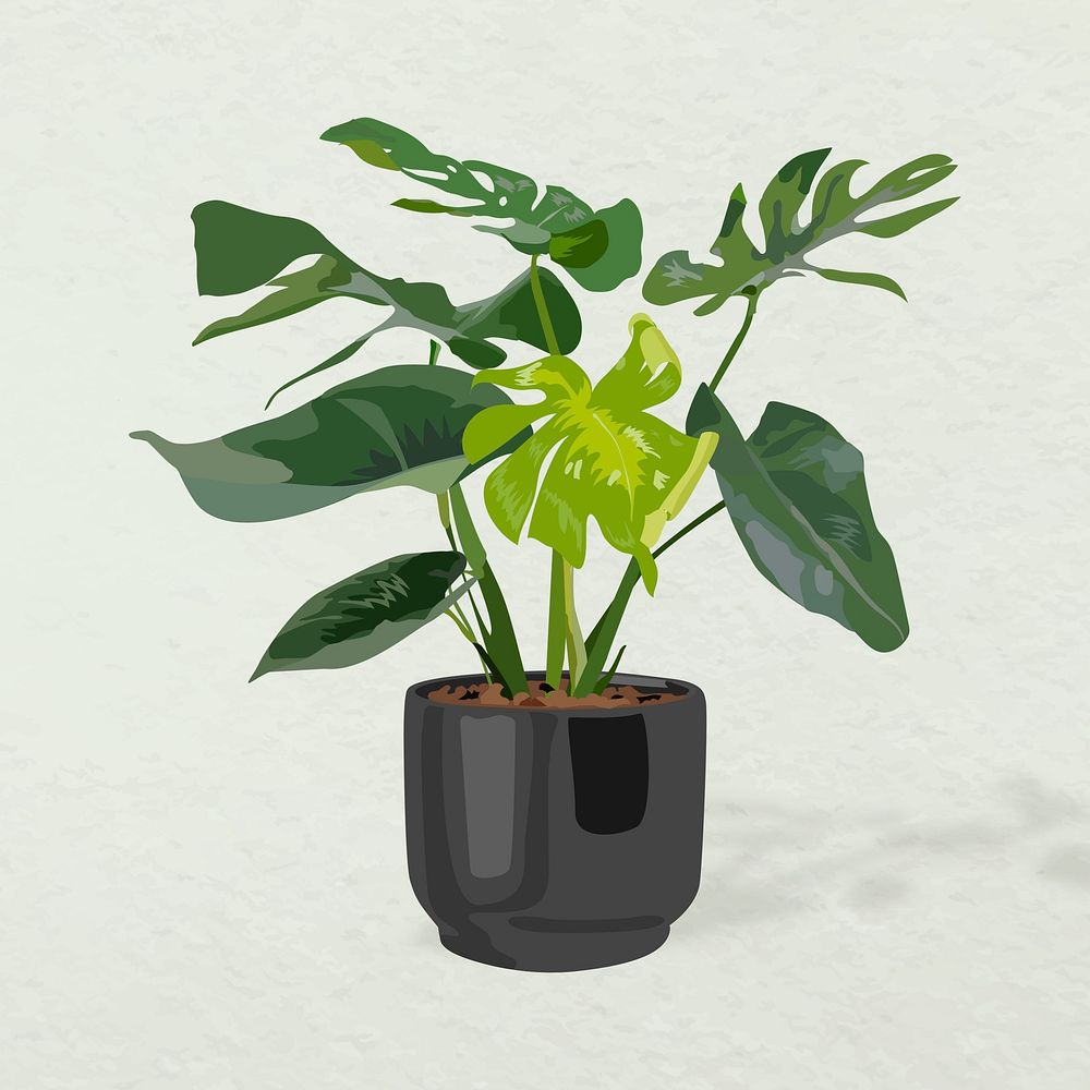 Plant vector art, Monstera in a flower pot