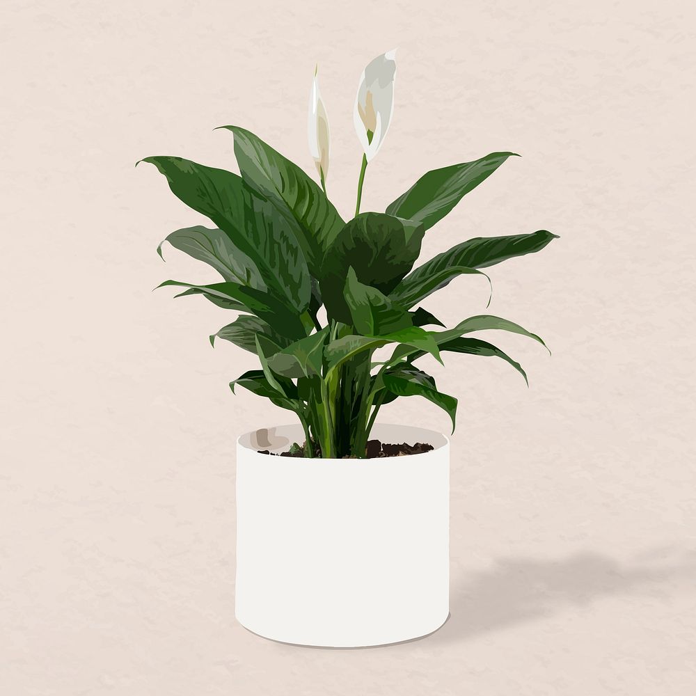 Plant vector image, peace lily plant home interior decoration