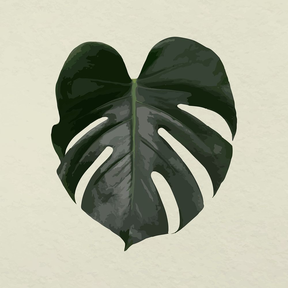 Leaf image vector, green Monstera plant