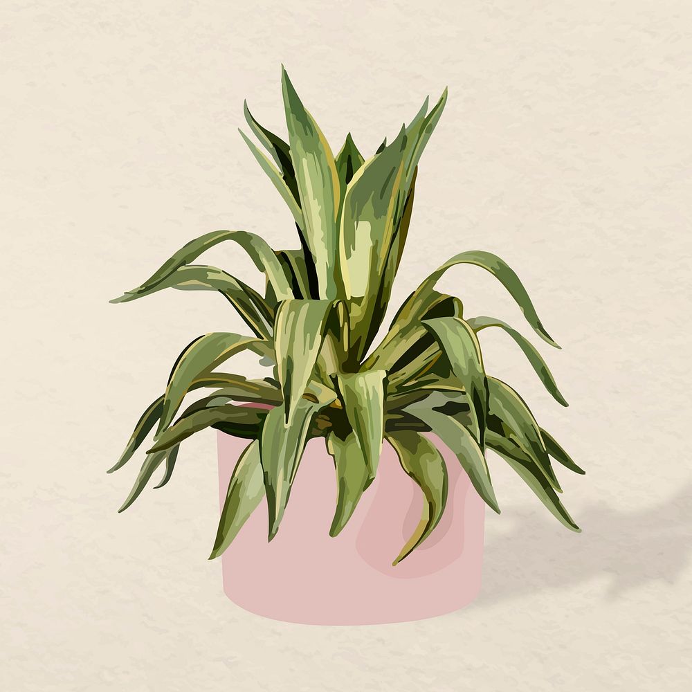 Plant vector image, Agave illustration