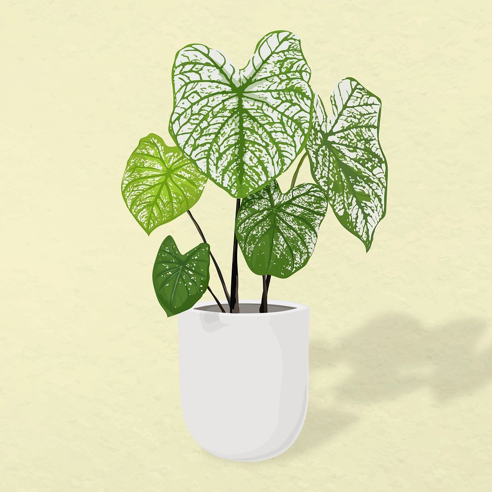Plant vector image, Alocasia polly potted home interior decoration