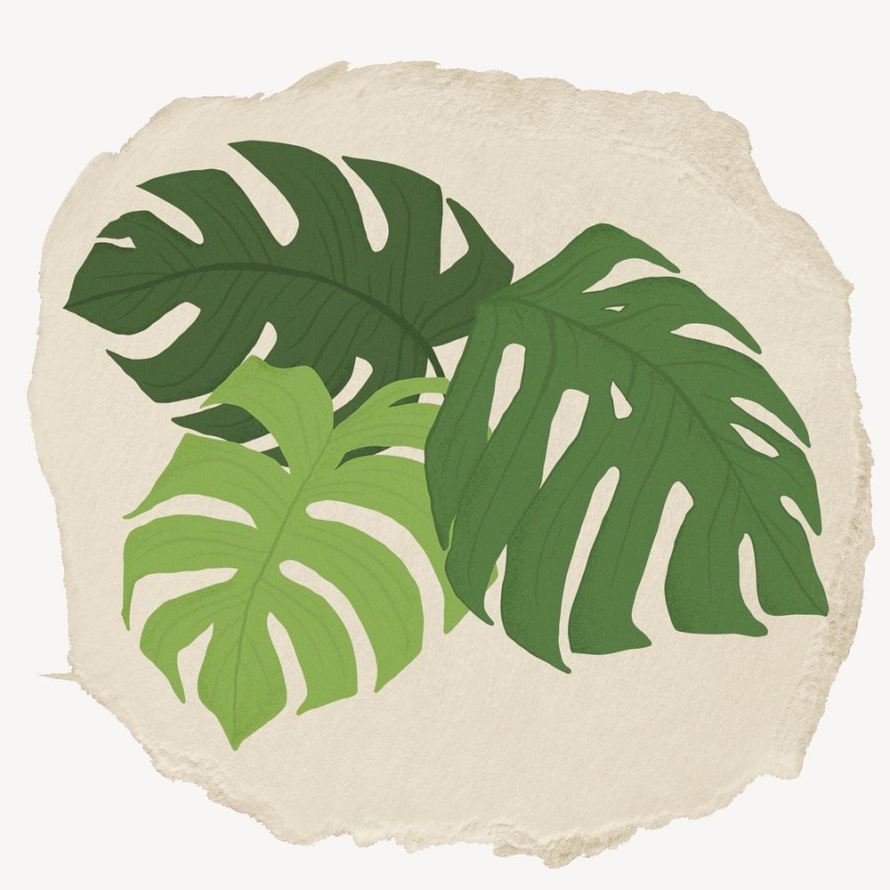 Monstera leaf, ripped paper collage element