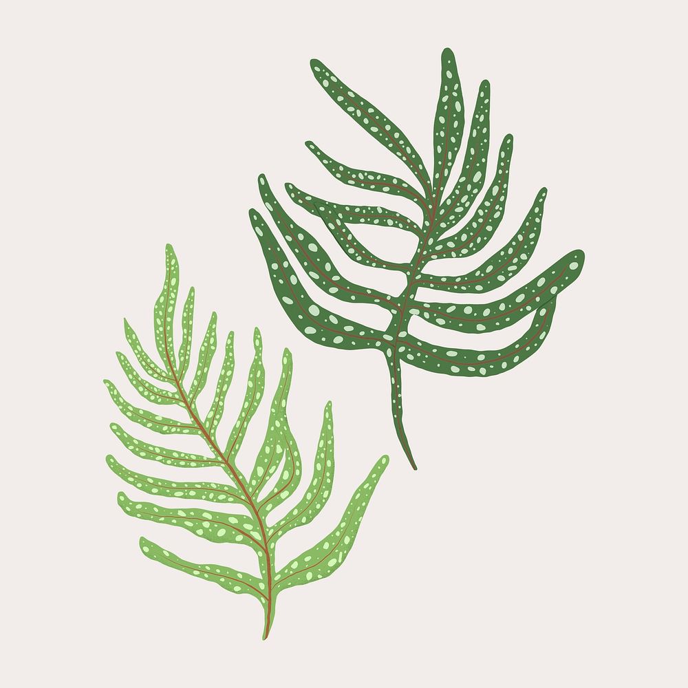 Fern leaf vector plant botanical illustration