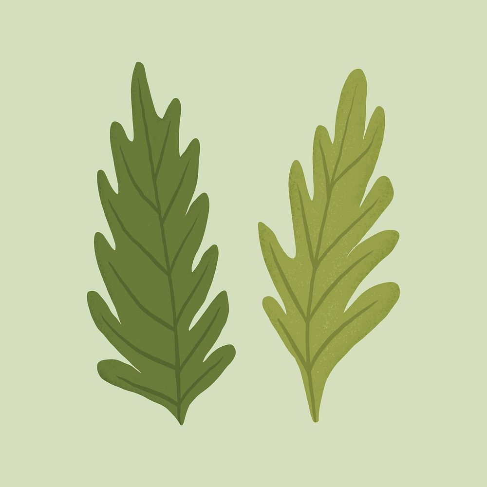 Leaf vector plant botanical illustration