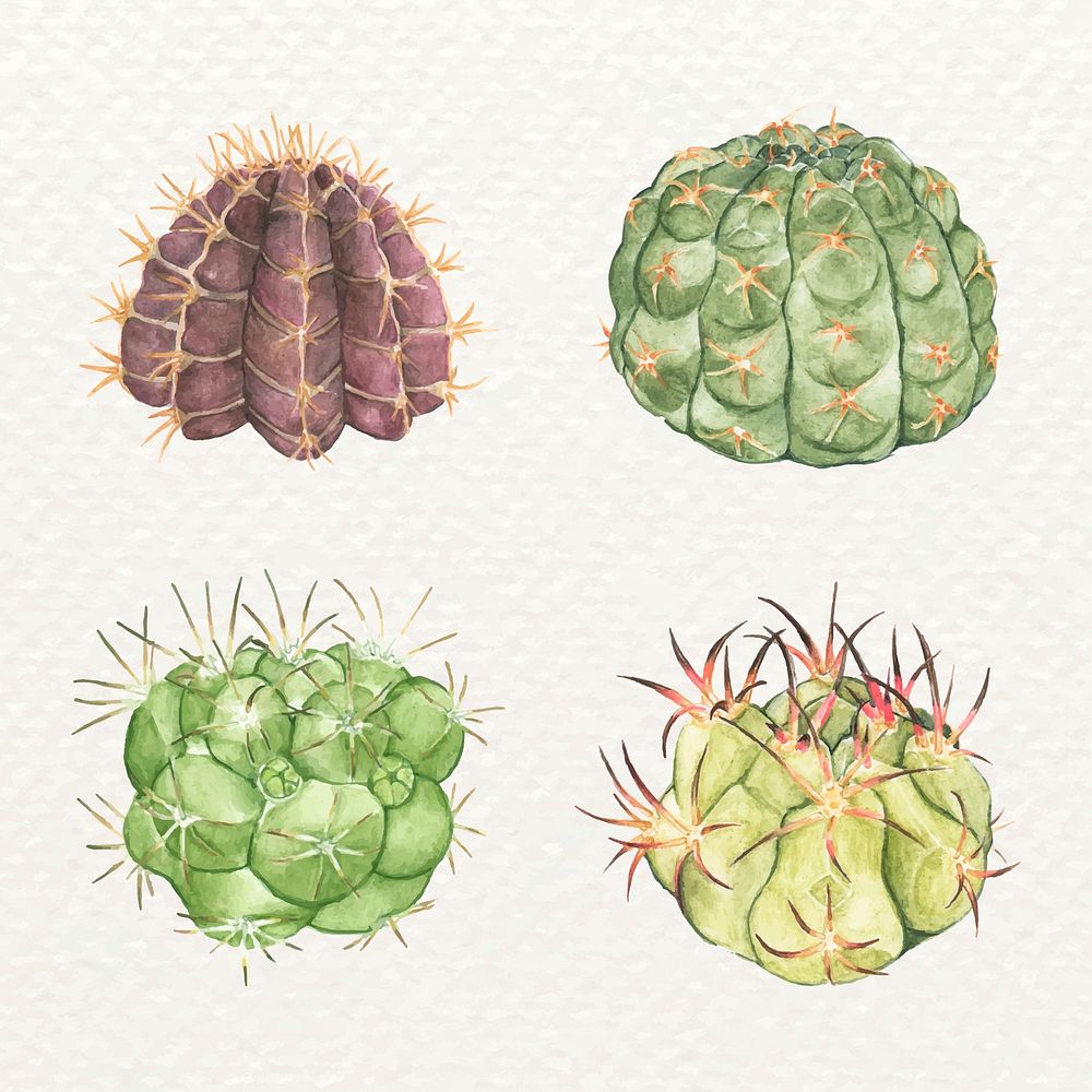 Cactus watercolor vector set