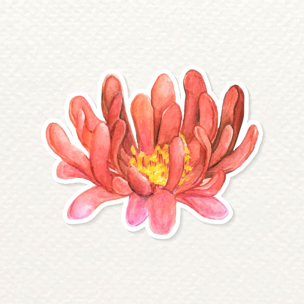 Gymnocalycium tillianum flower watercolor sticker vector
