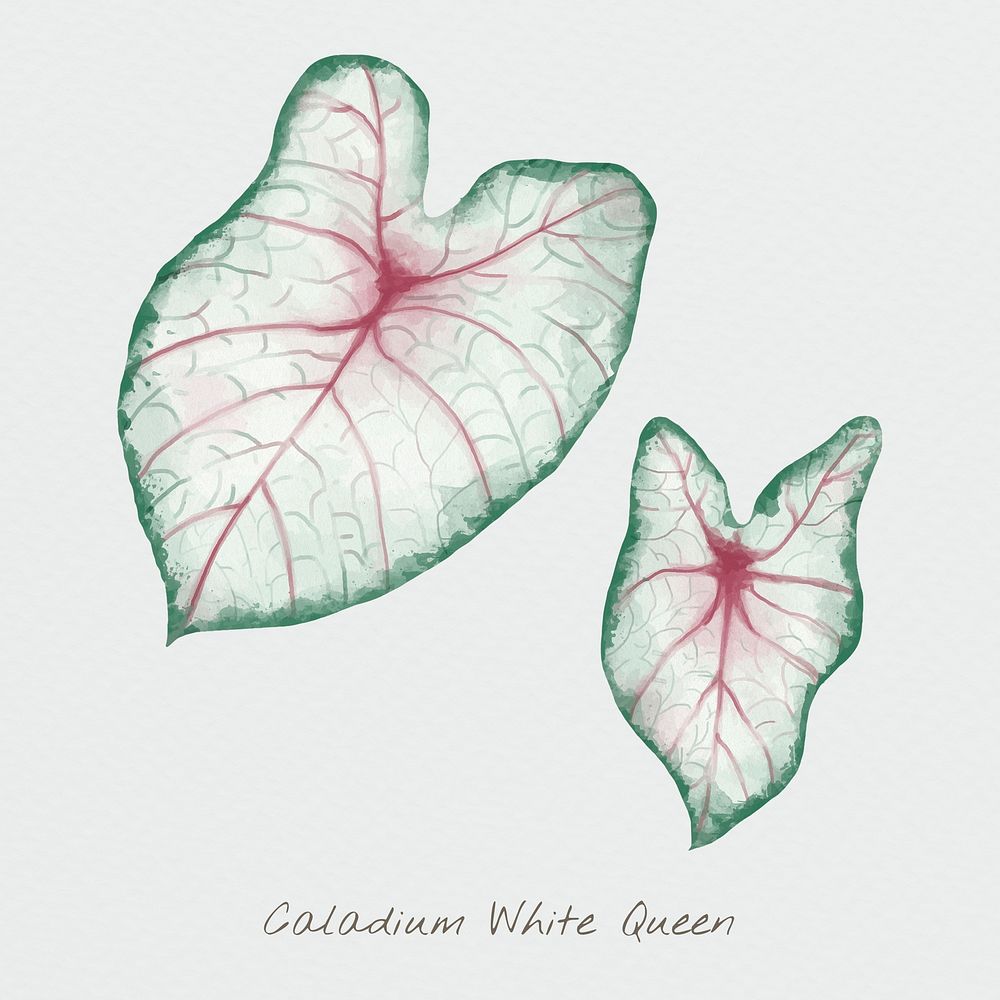Psd caladium white queen leaf watercolor botanical