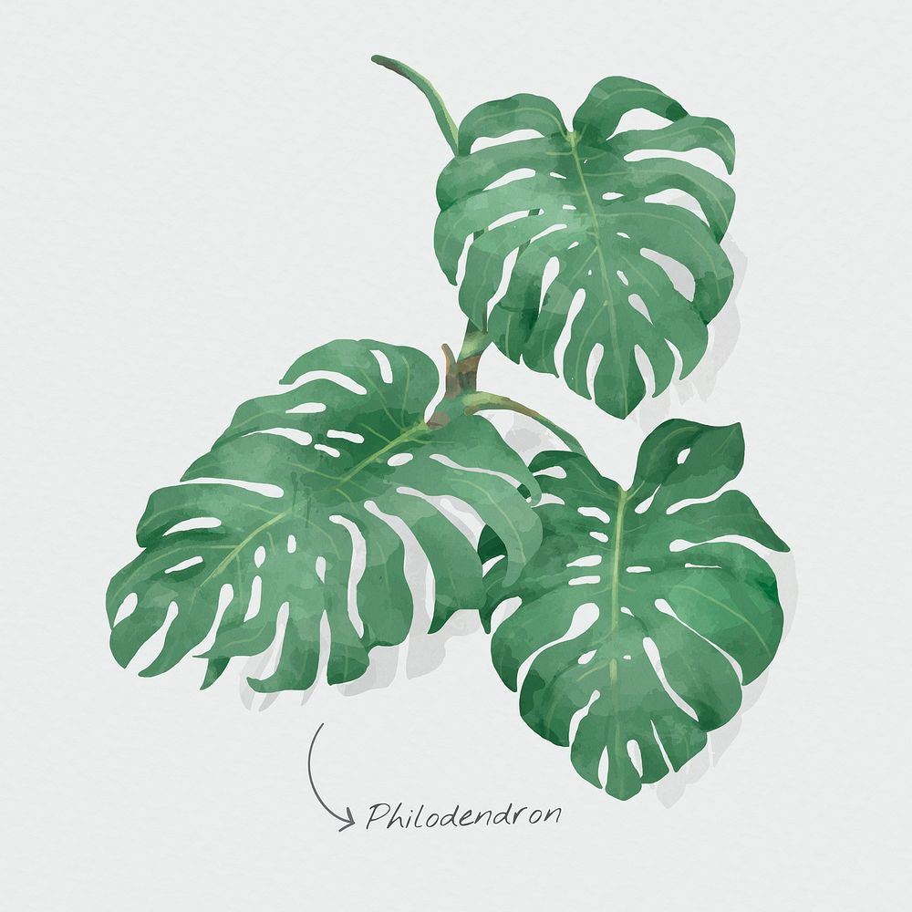 Watercolor philodendron leaf psd botanical