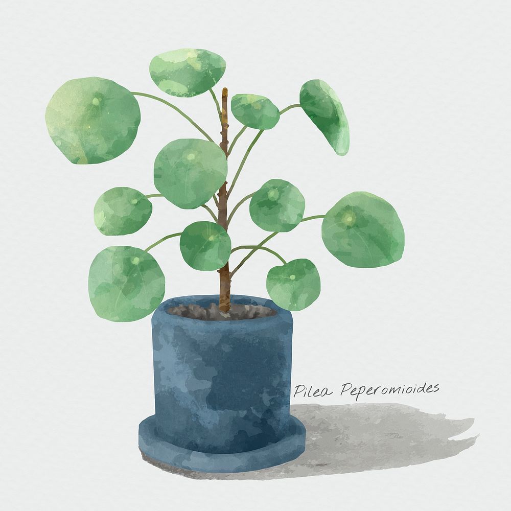 Pilea peperomioides plant psd watercolor botanical