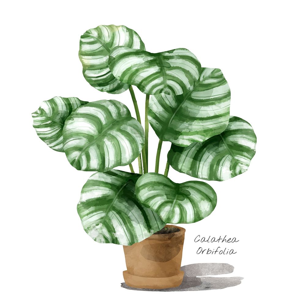 Watercolor calathea orbifolia leaf botanical illustration