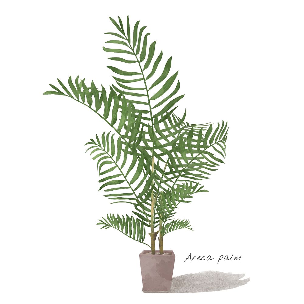 Watercolor areca palm leaf tropical illustration