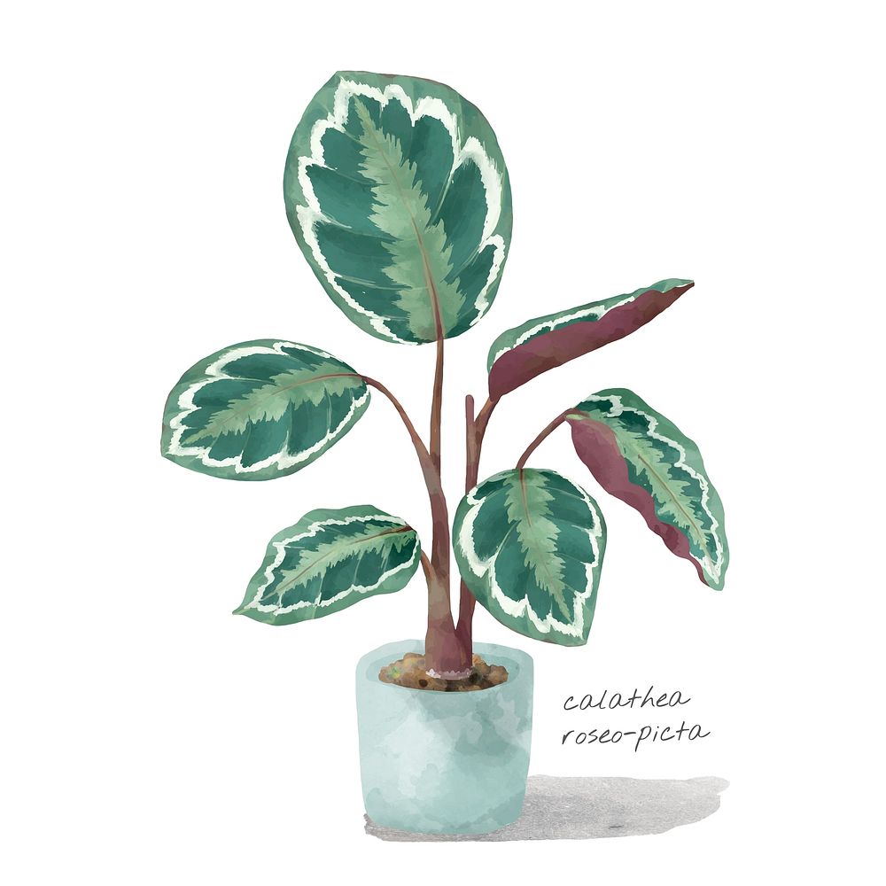 Rose painted calathea watercolor plant illustration