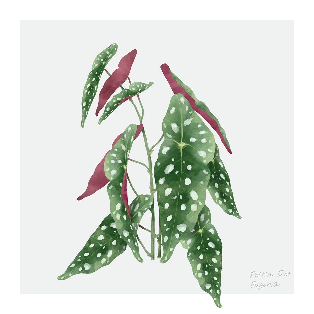 Watercolor polka dot begonia leaf tropical illustration