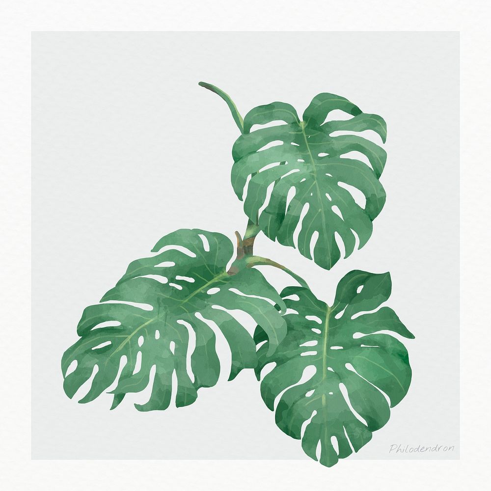 Watercolor monstera leaf psd botanical