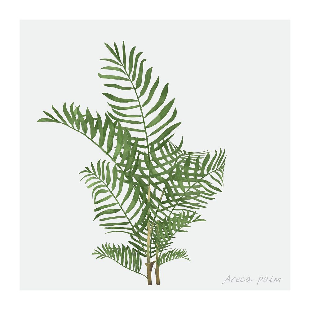 Watercolor areca palm leaf botanical illustration