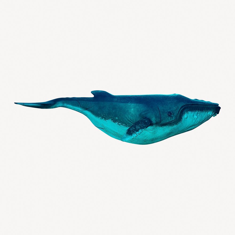 Whale collage element, sea animal psd