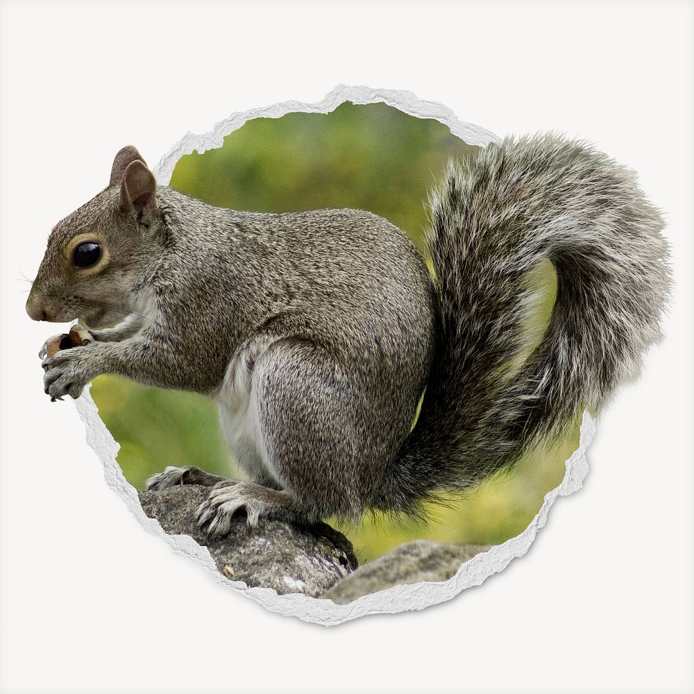 Squirrel ripped paper badge, cute animal photo