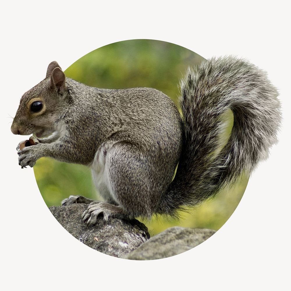 Squirrel badge, cute animal photo