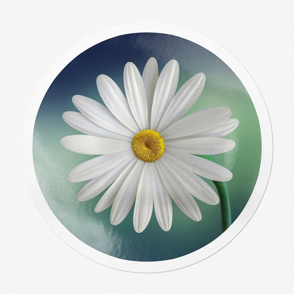 White daisy flower in circle frame, Spring image