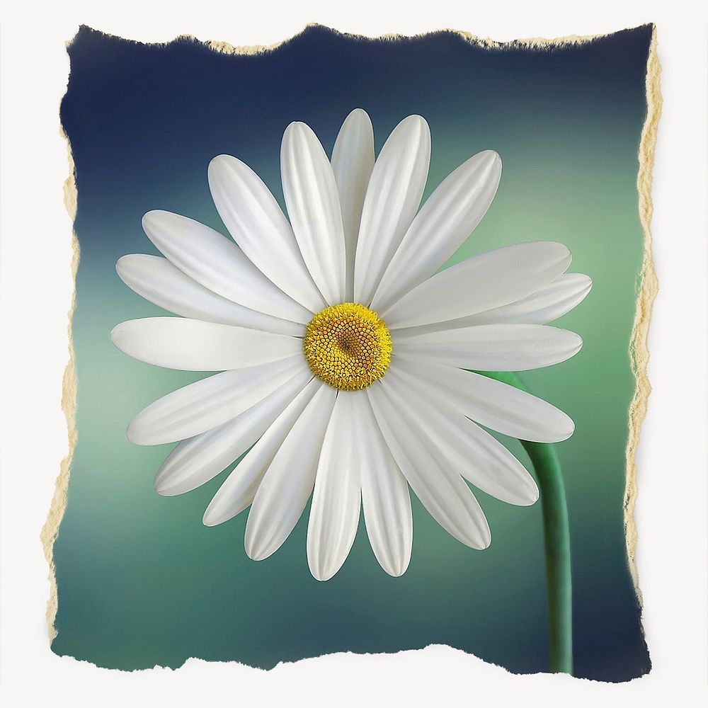 White daisy flower, ripped paper, Sprig image